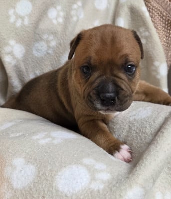 Les chiots de Staffordshire Bull Terrier