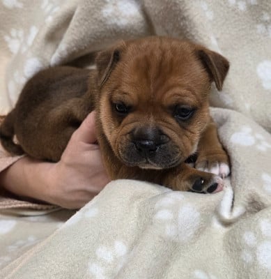 Les chiots de Staffordshire Bull Terrier