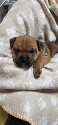 Les chiots de Staffordshire Bull Terrier