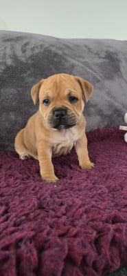 Les chiots de Staffordshire Bull Terrier