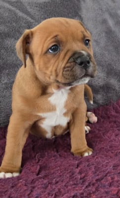 Les chiots de Staffordshire Bull Terrier