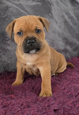 Les chiots de Staffordshire Bull Terrier