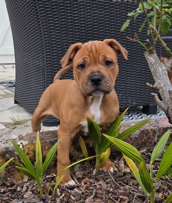 Les chiots de Staffordshire Bull Terrier