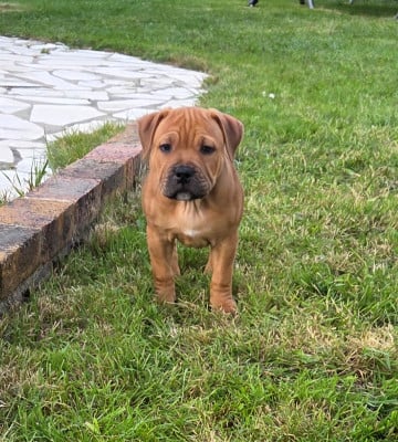 Les chiots de Staffordshire Bull Terrier