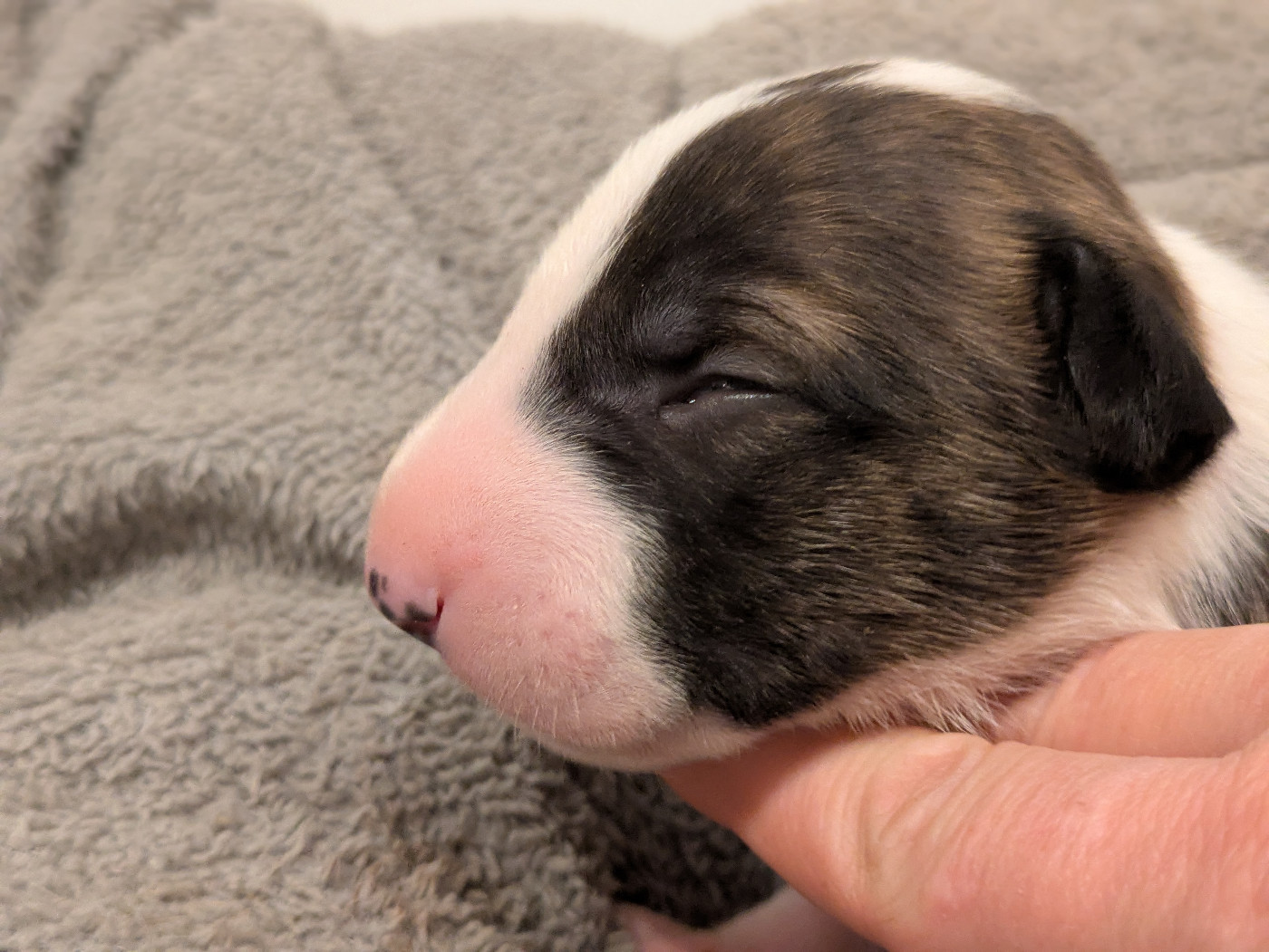 CHIOT 3 - Bull Terrier