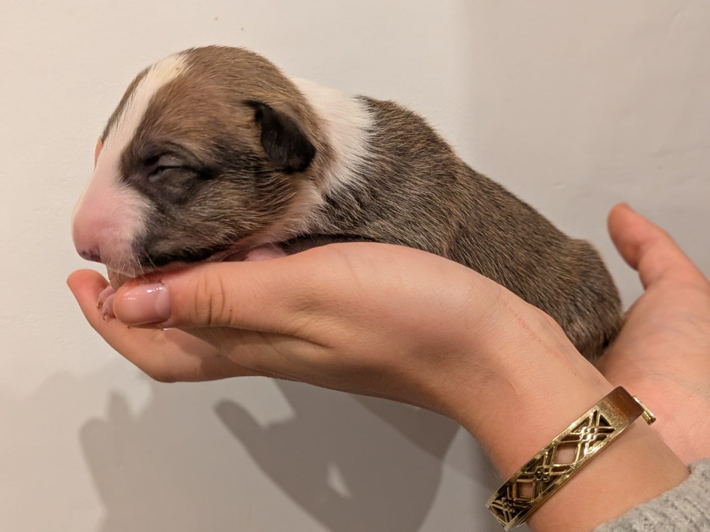 CHIOT 7 - Bull Terrier