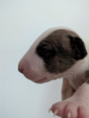 Les chiots de Bull Terrier