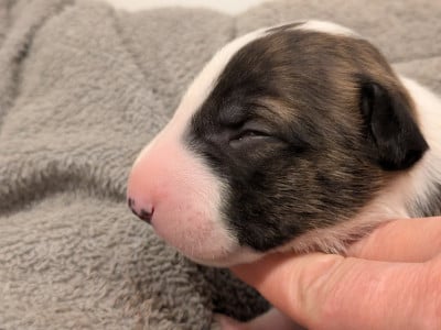 Les chiots de Bull Terrier