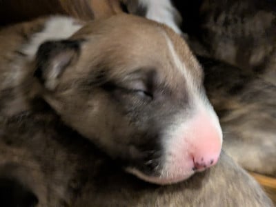 Les chiots de Bull Terrier