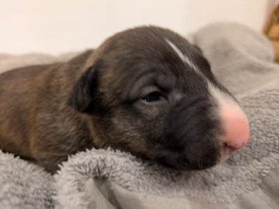 Les chiots de Bull Terrier