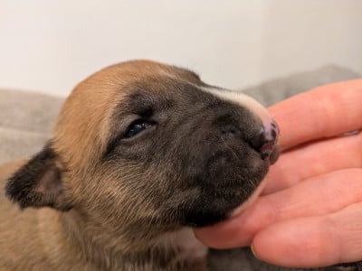 Les chiots de Bull Terrier