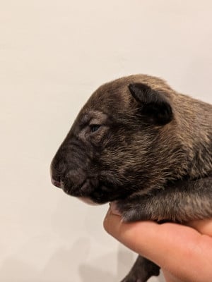 Les chiots de Bull Terrier