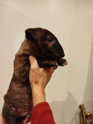 Les chiots de Bull Terrier