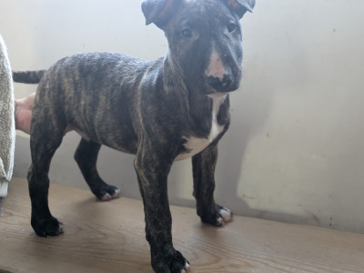 Les chiots de Bull Terrier