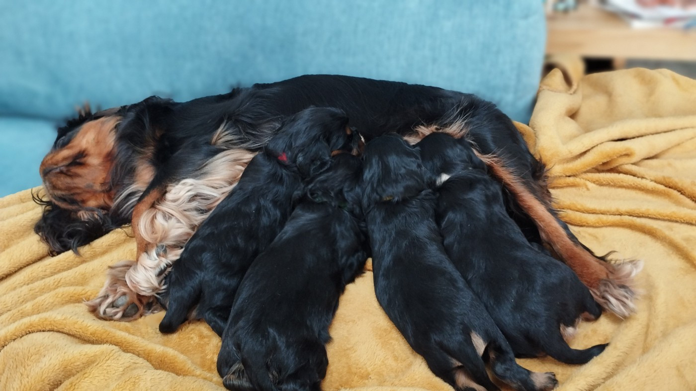 Cavalier King Charles Spaniel - (Sans Affixe)