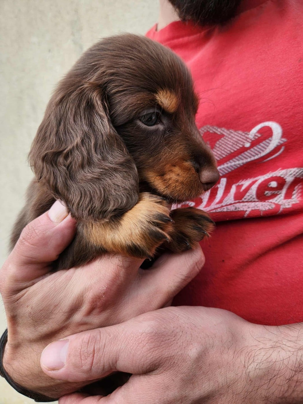 al'akir des vents salés