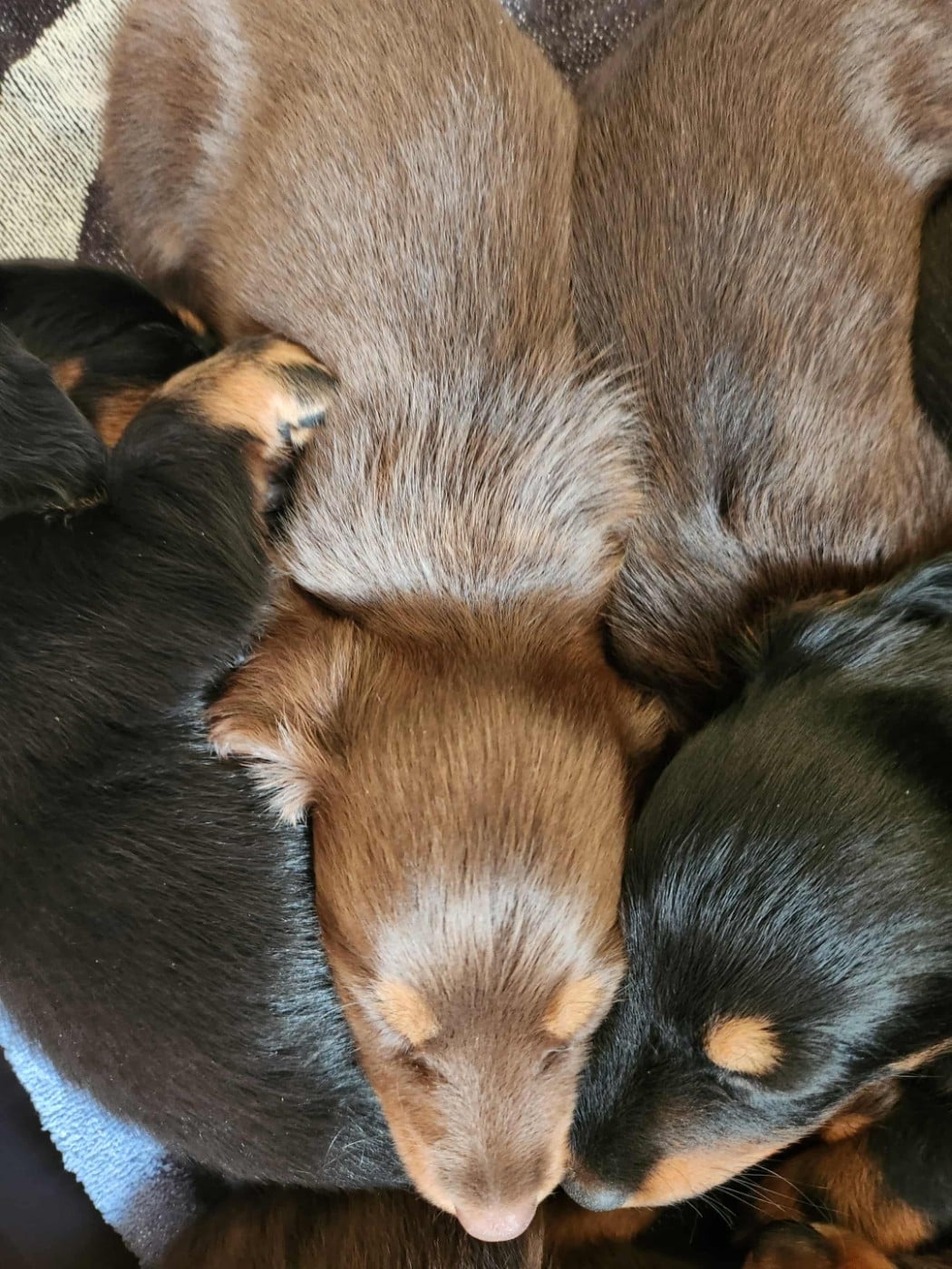 al'akir des vents salés