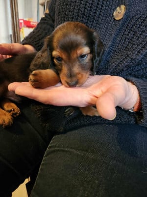 Les chiots de Teckel poil long