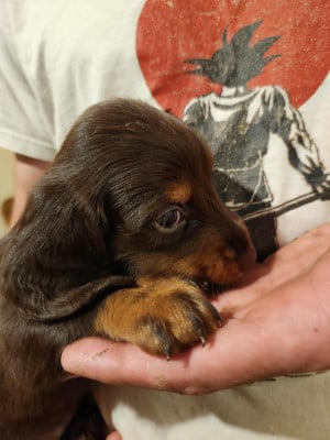 Les chiots de Teckel poil long