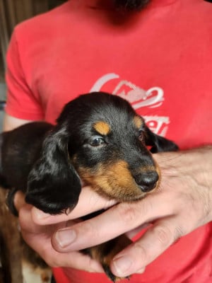 Les chiots de Teckel poil long