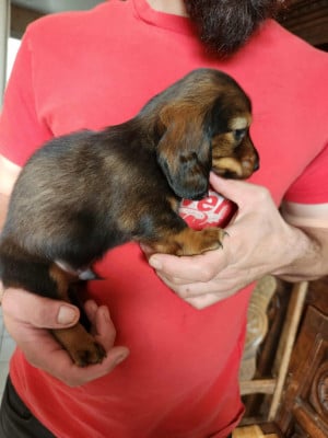 Les chiots de Teckel poil long