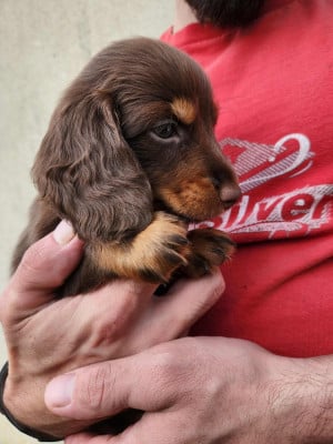 Les chiots de Teckel poil long