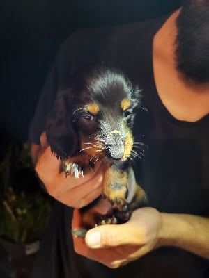 Les chiots de Teckel poil long