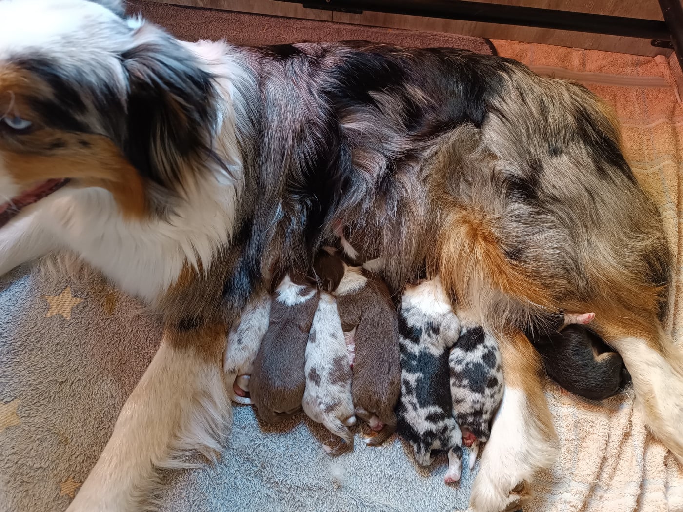 Chiot Berger Australien