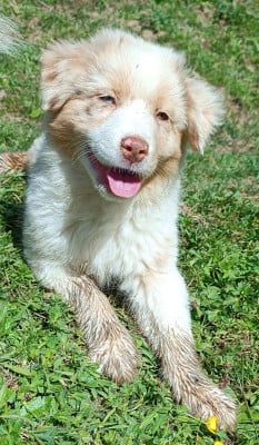 Les chiots de Berger Australien