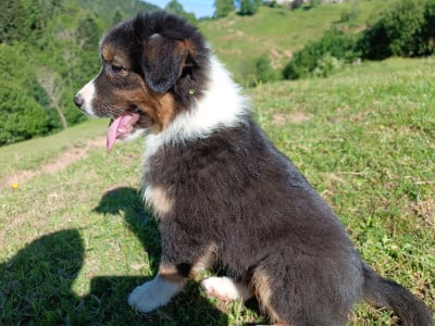 Les chiots de Berger Australien