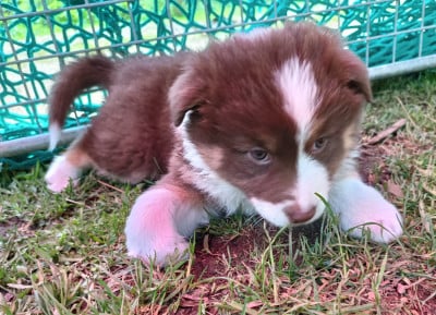 Les chiots de Berger Australien
