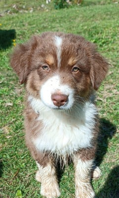 Les chiots de Berger Australien