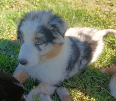 Les chiots de Berger Australien