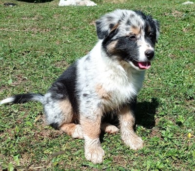 Les chiots de Berger Australien
