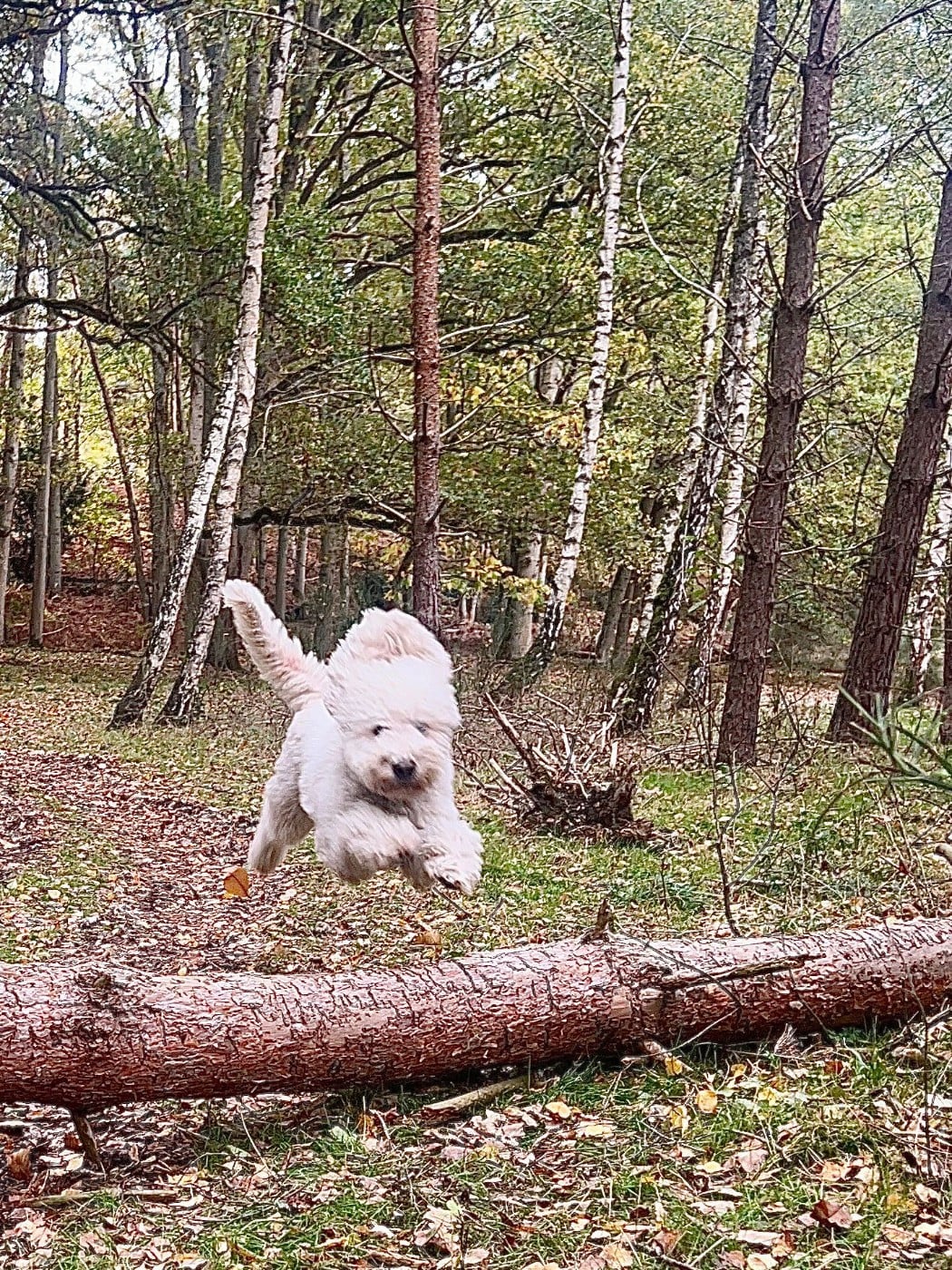 PLEZOU VOM SEIDENBERG