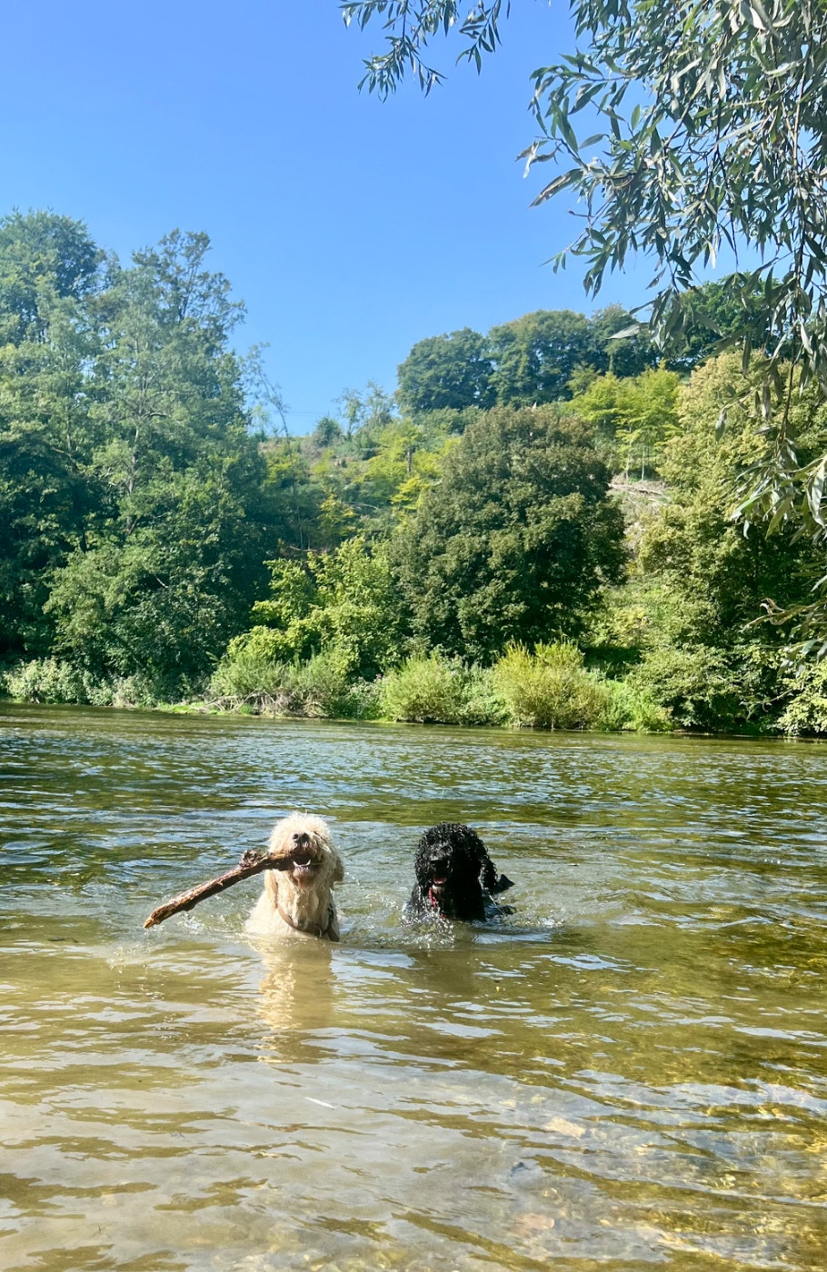PLEZOU VOM SEIDENBERG