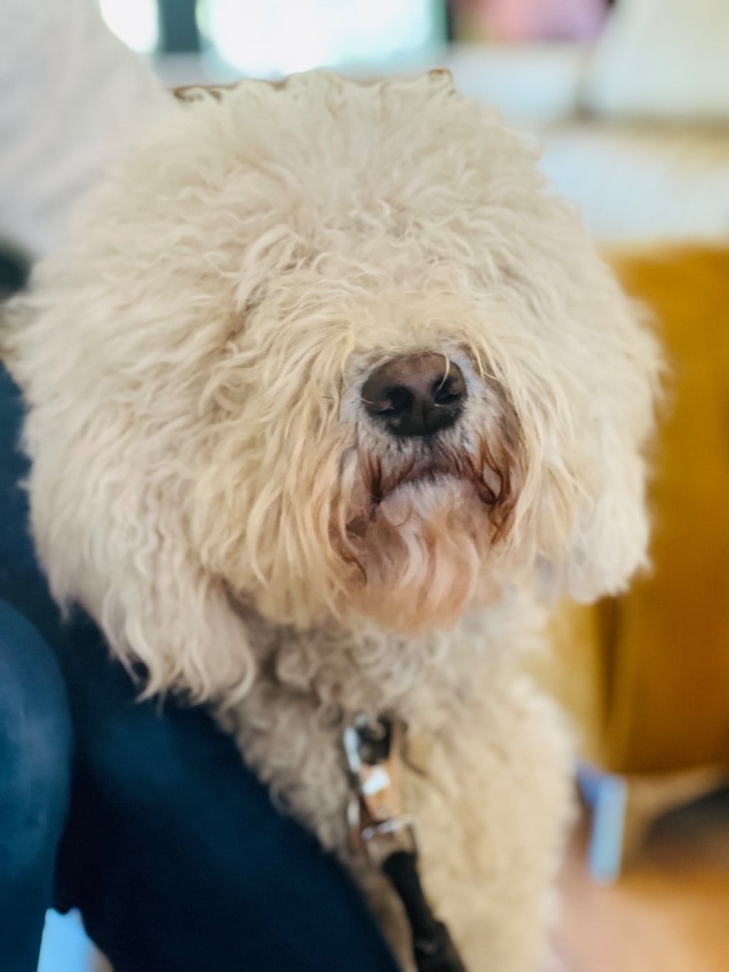 PLEZOU VOM SEIDENBERG