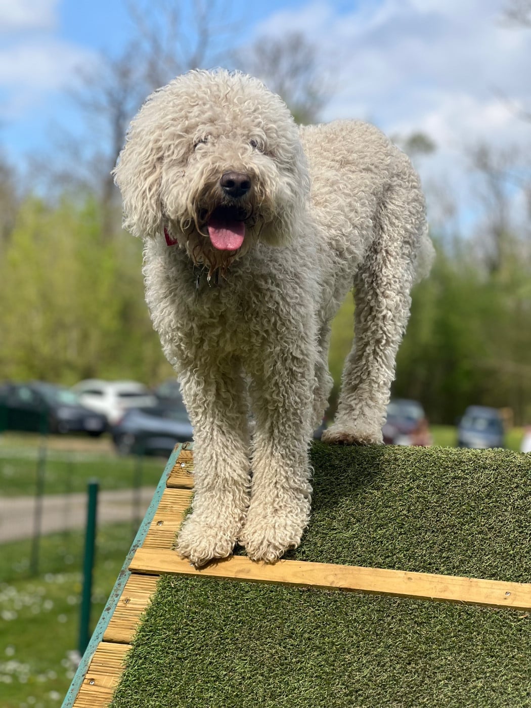 PLEZOU VOM SEIDENBERG