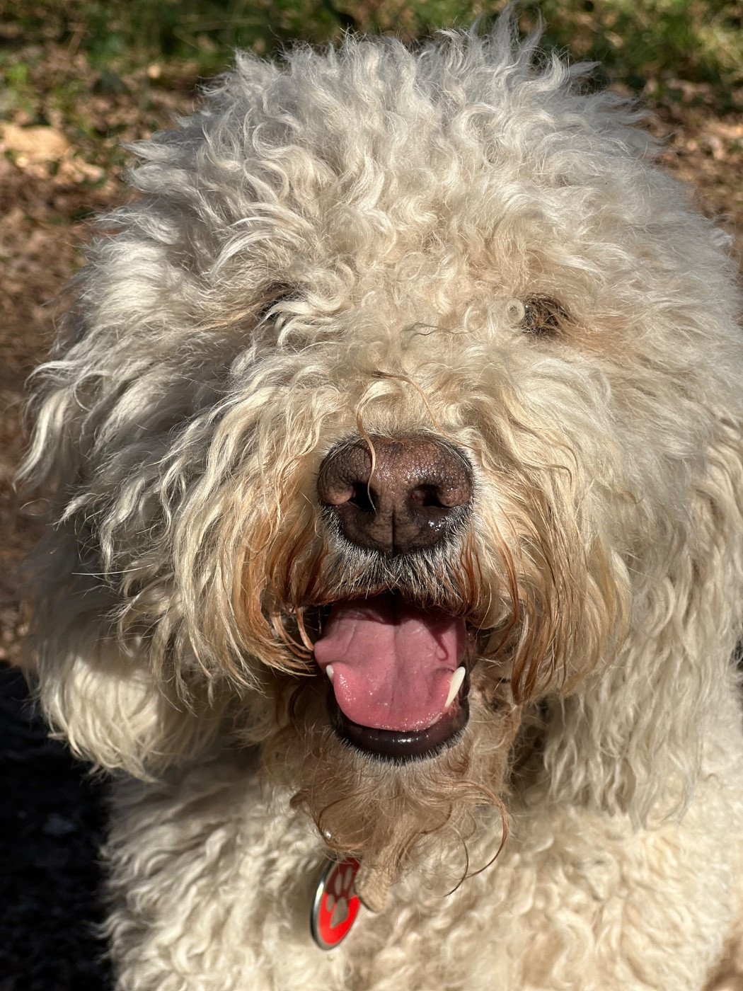 PLEZOU VOM SEIDENBERG