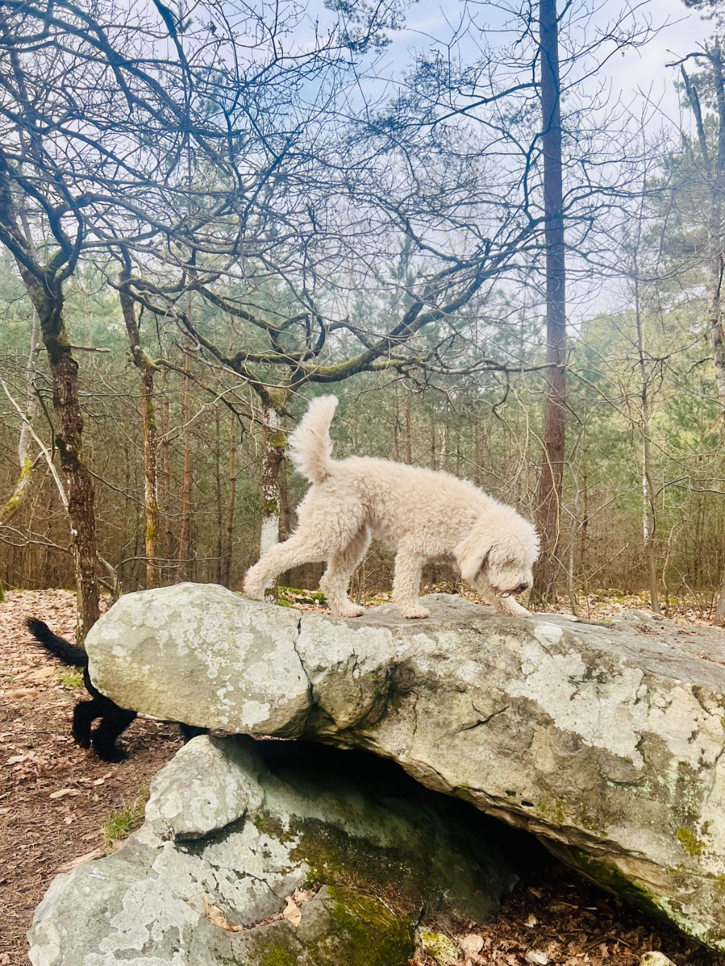 PLEZOU VOM SEIDENBERG