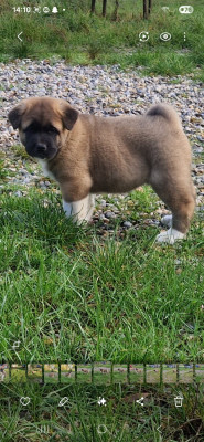 Les chiots de Akita americain