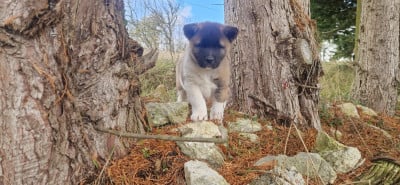 Les chiots de Akita americain