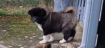 Les chiots de Akita americain