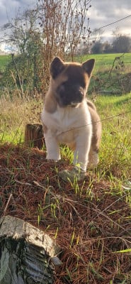 Les chiots de Akita americain