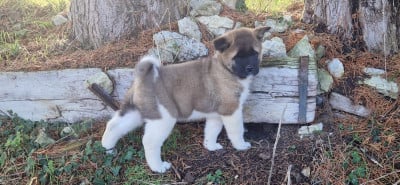 Les chiots de Akita americain