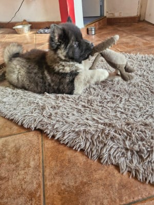 Les chiots de Akita americain