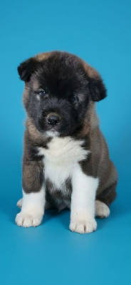 Les chiots de Akita americain