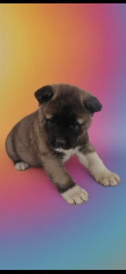 Les chiots de Akita americain