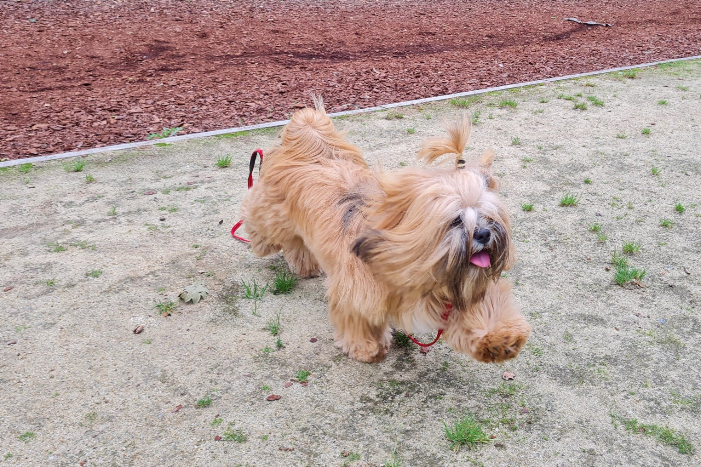 Suzy-chu De Kang Kharka