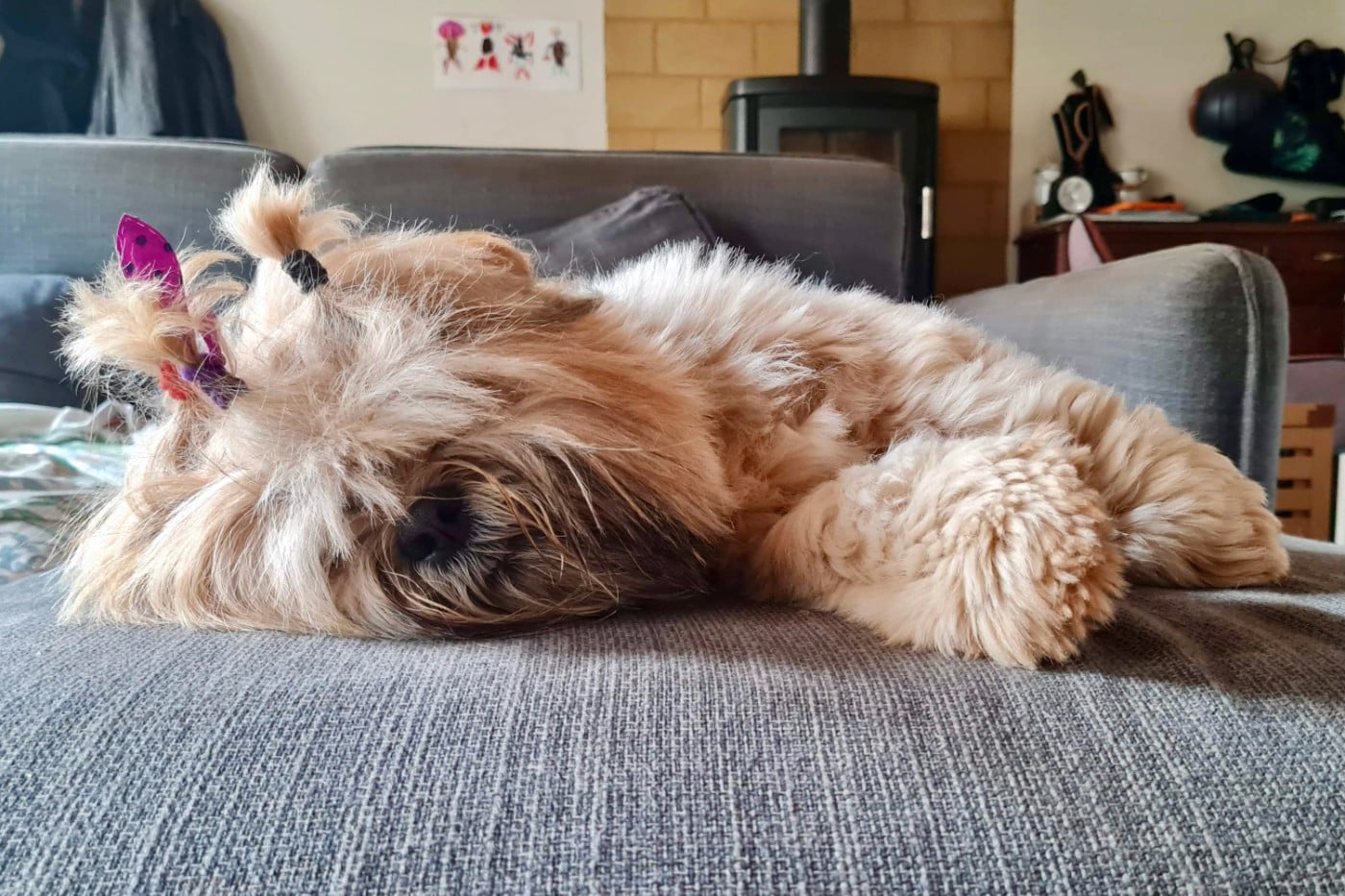 Suzy-chu De Kang Kharka